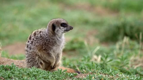 Suricate Sttting in Veld Stock Footage 204917420