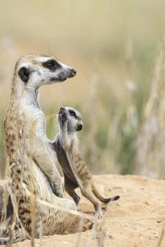 Suricate Suricata suricatta Also called Meerkat Female with playful young at Stock Photos