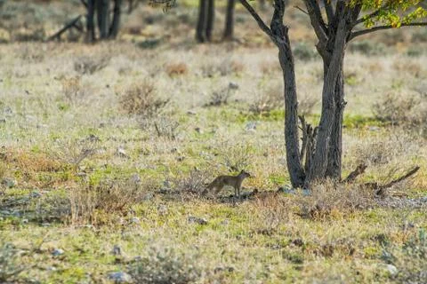 Suricate from under a tree. Etosha. Namibia Stock Photos