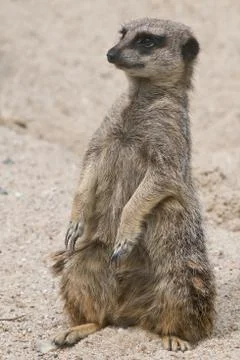 Suricate watching Stock Photos