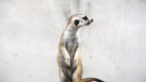 Suricates or Meerkat stand on old wood, Stock Footage 108588492