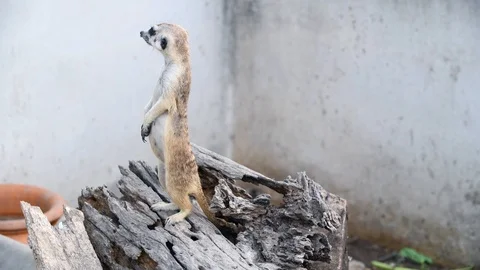 Suricates or Meerkat stand on old wood Stock Footage 108590128
