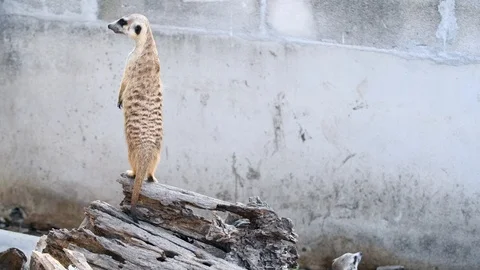Suricates or Meerkat stand on old wood, Stock Footage 108590714
