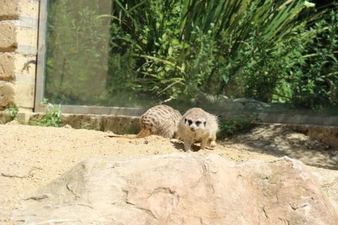 Suricates Foto stock