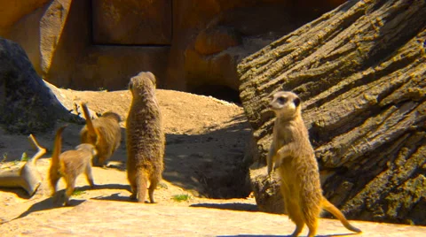 Suricates running between rocks Stock Footage 66206705