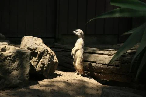 Suricatta Stock Photos