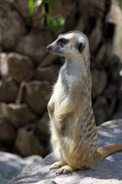 Surikata close up 스톡 사진