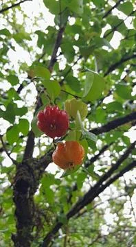 Surinam cherry Stock Photos