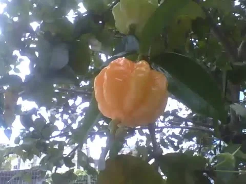 Surinam cherry tree with almost ripe fruit, the leaves are still wet Stock Footage 159435220