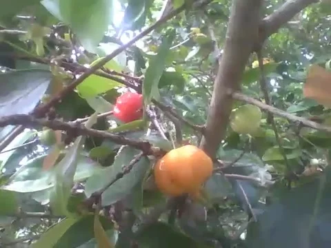 A surinam cherry tree, there is a fruit ripe, another ripening and a green Stock Footage 161758076