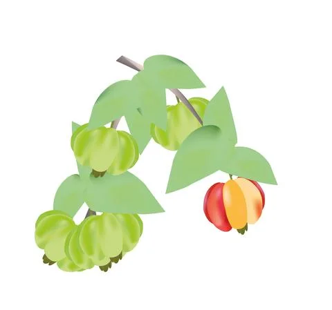 Suriname cherry green Stock Illustration