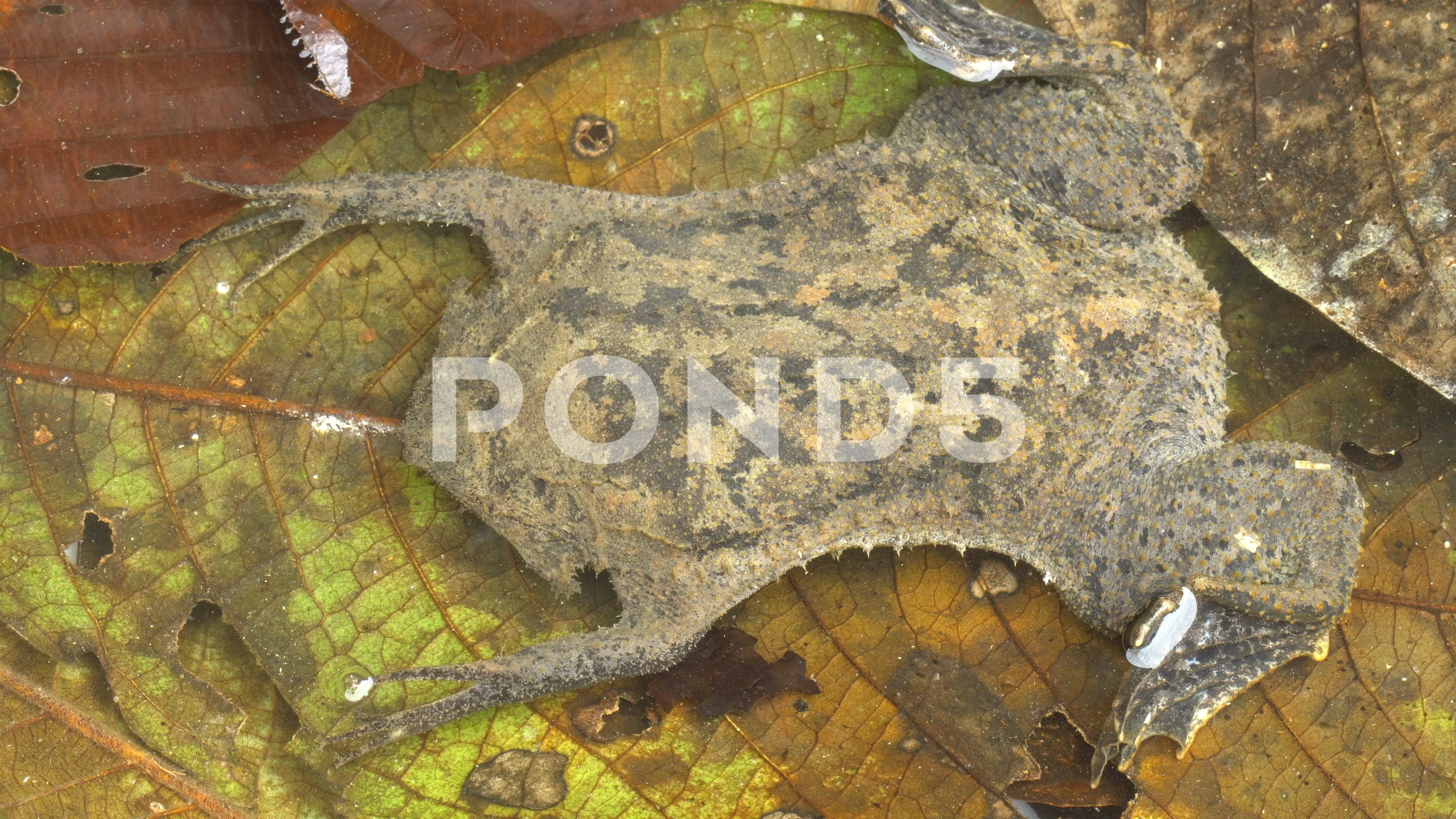 Suriname Toad Pipa Pipa Stock Video Pond5