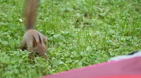Сurious little squirrel in a grass smelling and looking for food. Handheld shot Stock Footage 67209408