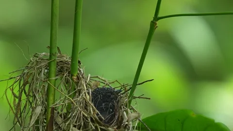 Surniculus lugubris (Drongo Cuckoo) chick nestled within a roughly constructed Stock Footage 310994389
