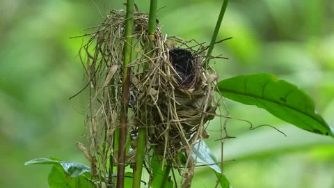 A Surniculus lugubris (Drongo Cuckoo) chick in a nest, possibly of a host Stock Footage 310994637