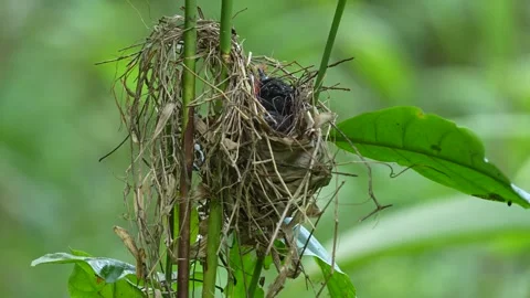 Surniculus lugubris (Drongo Cuckoo) chick in a nest, likely a parasitic nesting Stock Footage 311044124
