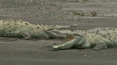 Surprise Attack! Teamwork! Stock Footage 621362