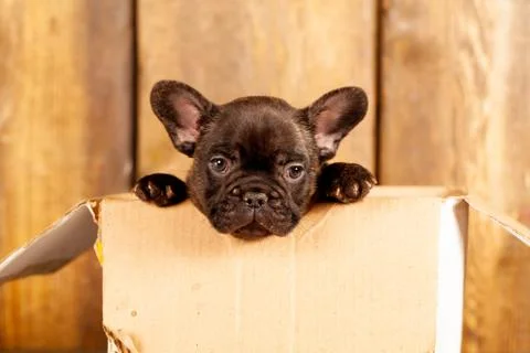 Surprise Box Stock Photos