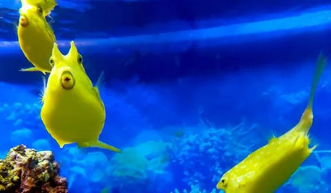 Surprise fish 스톡 사진