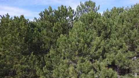 Surprise Mountain Top Stock Footage 89936808