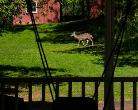 Surprise Visitor Foto stock