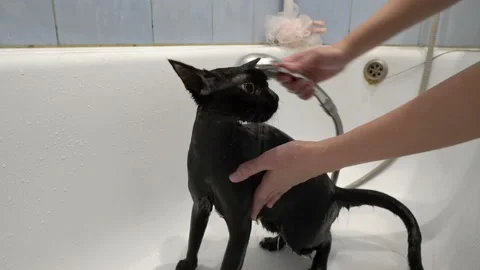A surprised black cat with large yellow eyes is washed and watered with water 스톡 동영상 123988635