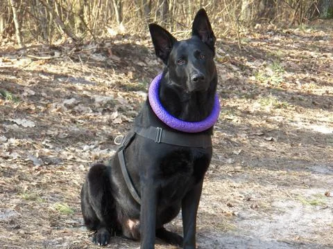 Surprised black shepherd with a puller on his neck Stock Photos