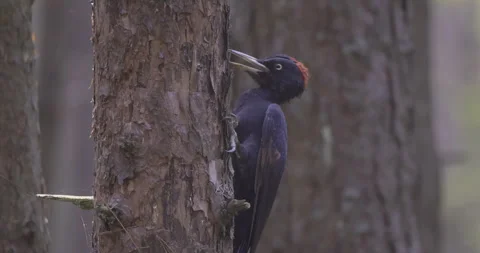 Surprised black woodpecker on a tree, 4K slomo Stock Footage 251873401