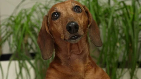 Surprised brown dachshund looking at camera indoors. close-up portrait Stock Footage 308485940