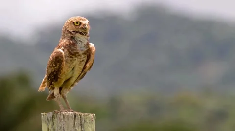 Surprised burrowing owl Stock Footage 40402159