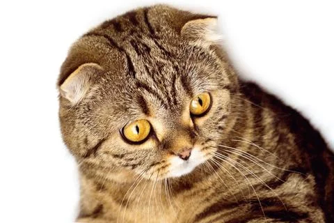 Surprised cat with big eyes. Muzzle of a striped cat close-up.  Stock Photos
