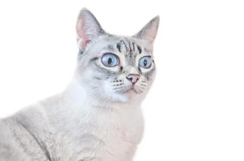 Surprised cat isolated on white background. White grey striped cat with blue Stock Photos