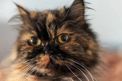 Surprised cat Stock Photos