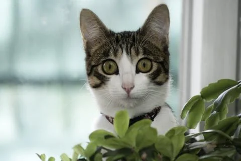 Surprised cat Stock Photos