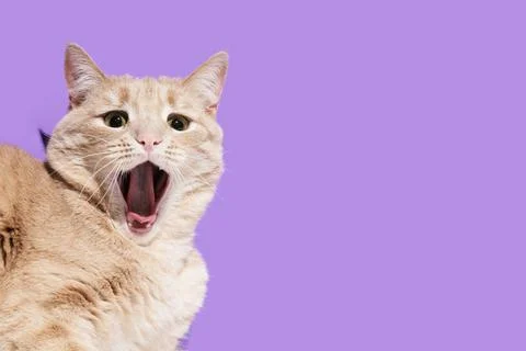 Surprised cat on the purple background Stock Photos