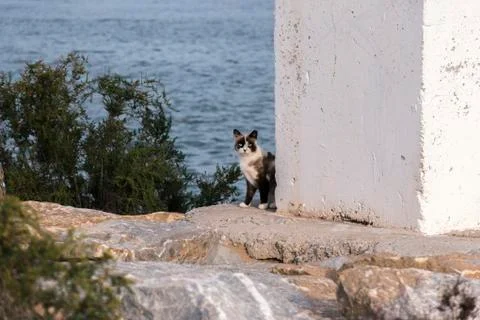 Surprised cat strolling by sea port Stock Photos