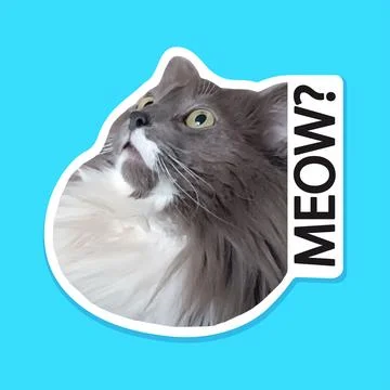Surprised cat. Talking cat. Meow! Printing on a T-shirt. Vector sticker. Realism Stock Illustration
