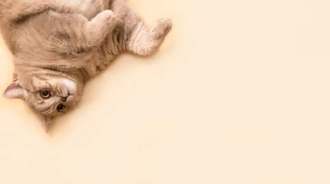 Surprised cat upside down the background of the color Set Sail Champagne. Cra Stock Photos