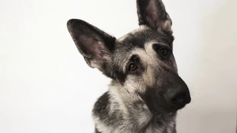 Surprised dog Stock Footage 99554987