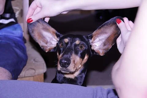 Surprised dog. Stock Photos