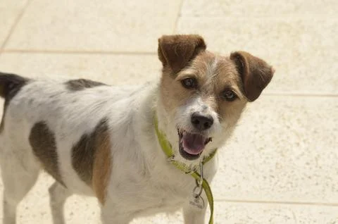 Surprised dog Stock Photos