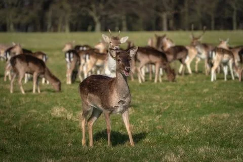 Surprised Fallow Deer looking at camera in Pheonix Park, Dublin Stock Photos