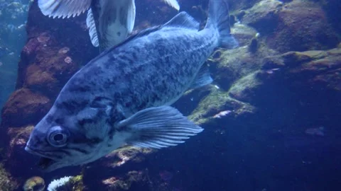 Surprised fish in California Academy of Sciences aquarium Video stock 205042517
