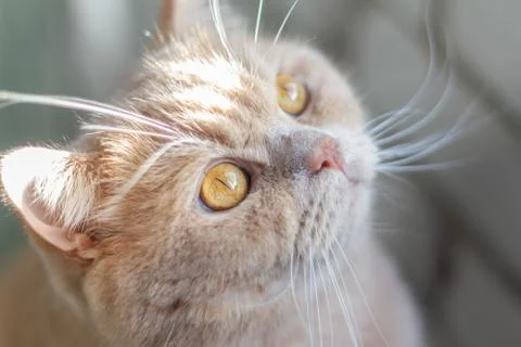 Surprised, focused British redhead cat on a brick wall background. Stock Photos