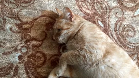Surprised ginger cat on the carpet. Funny fat cat sleeping Video stock 139002467