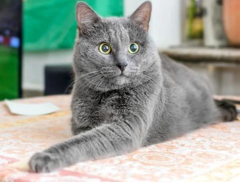 Surprised gray cat Stock Photos