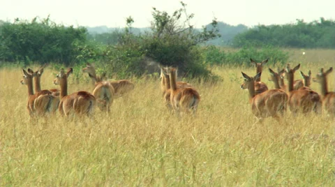 Surprised impala herd running across African savanna Stock Footage 59227854