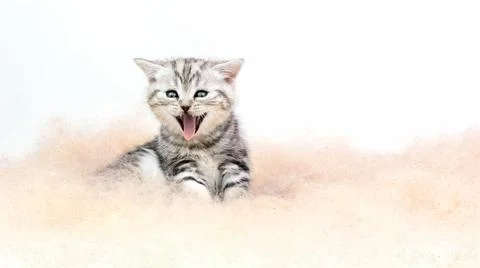 Surprised kitten. Kitten opened its mouth violently. Kitten is screaming.	  Foto stock