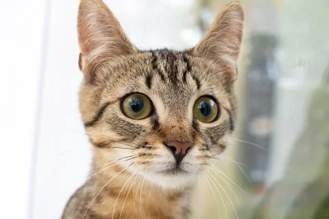 A surprised kitten sits on a bed Stock Photos