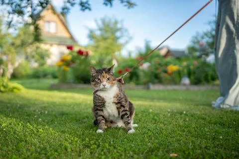 Surprised kitten sitting on grass outside outdoors with curious muzzle, own.. Stock Photos
